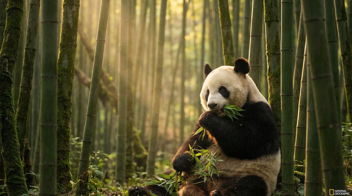 猎奇动物写真视频社区